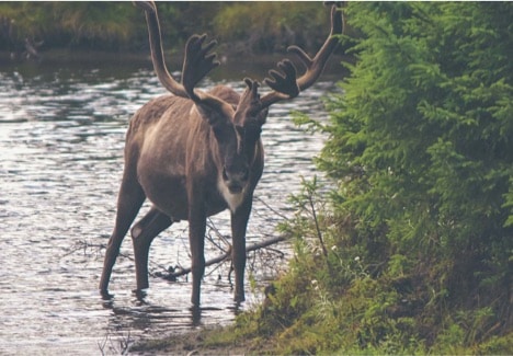 Featured image for “Caribou in Alberta”