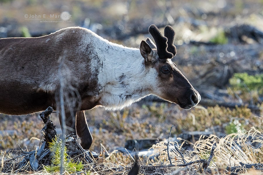Caribou in Wetlands