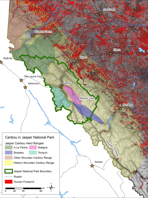 Caribou declines in AB - SARA 3