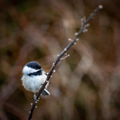 Reversing Biodiversity Loss