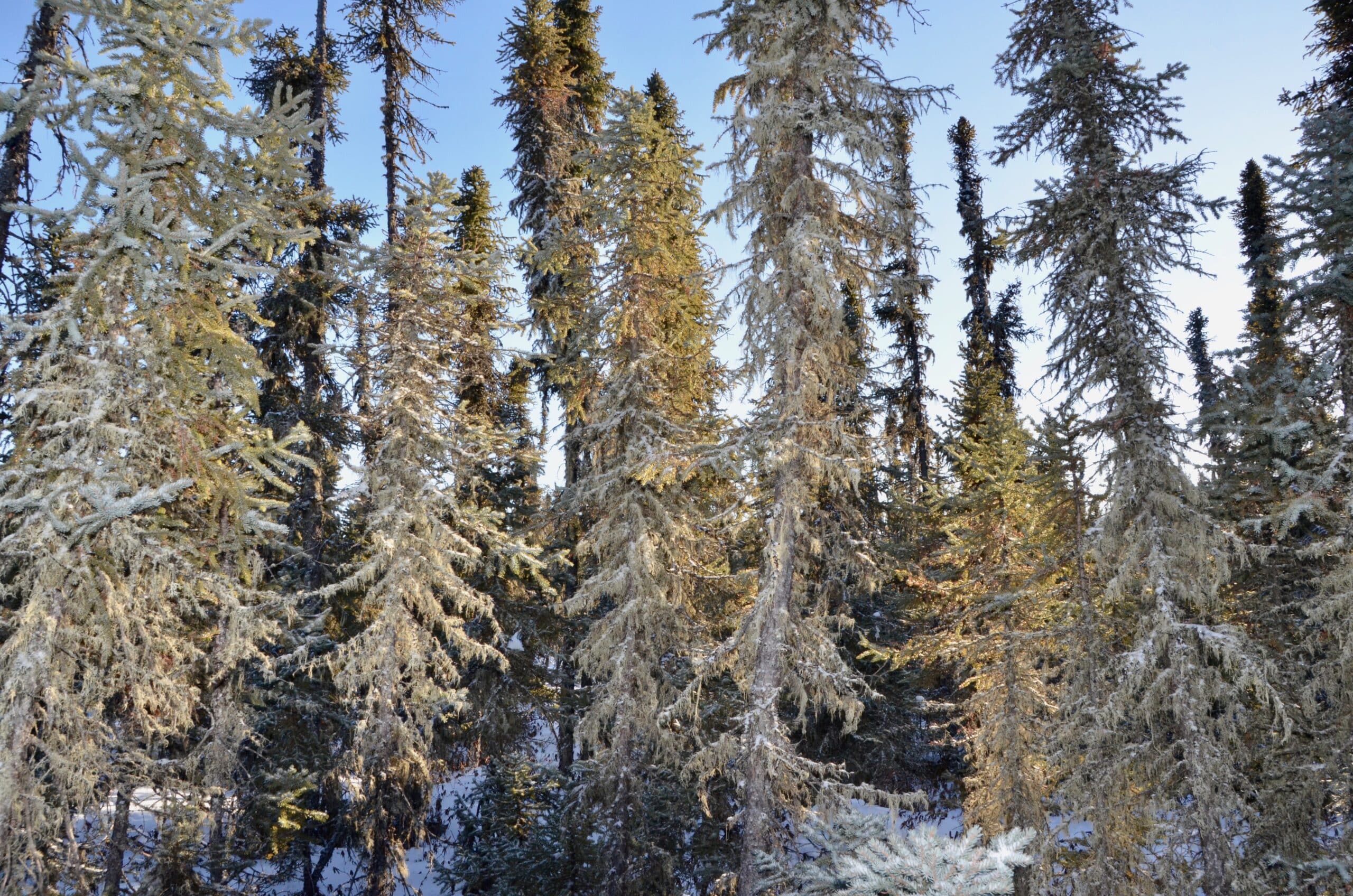 Caribou Image