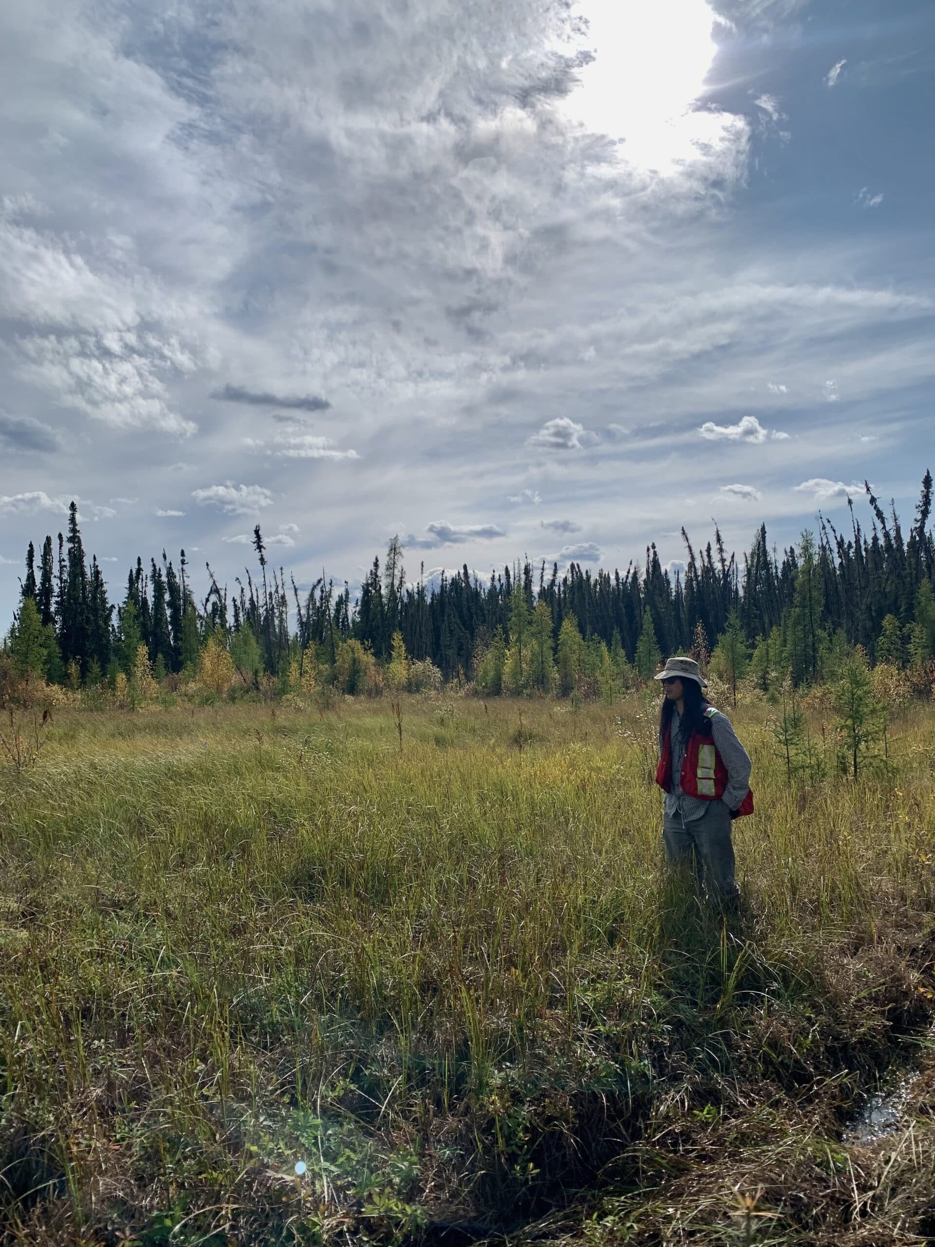 Caribou Image