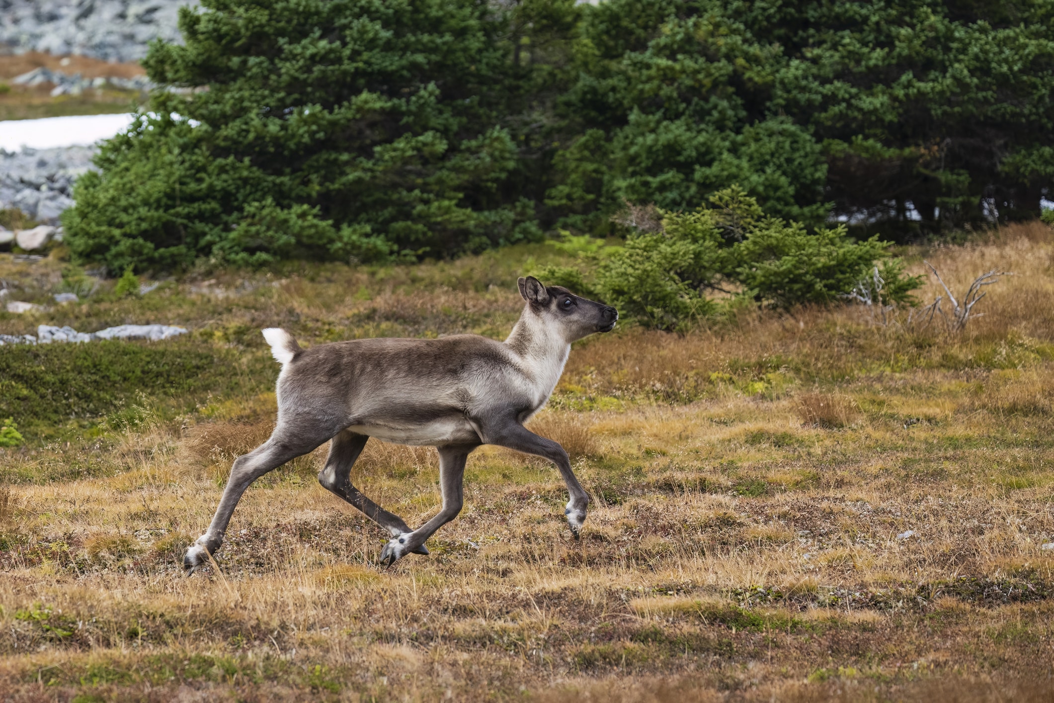 Caribou declines in AB - SARA 3