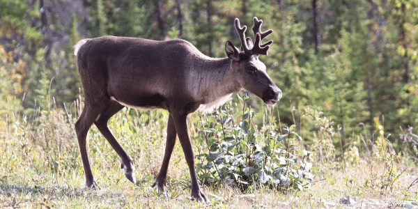 Featured image for “Proposed Alberta government plan would wipe out two southern mountain caribou populations”