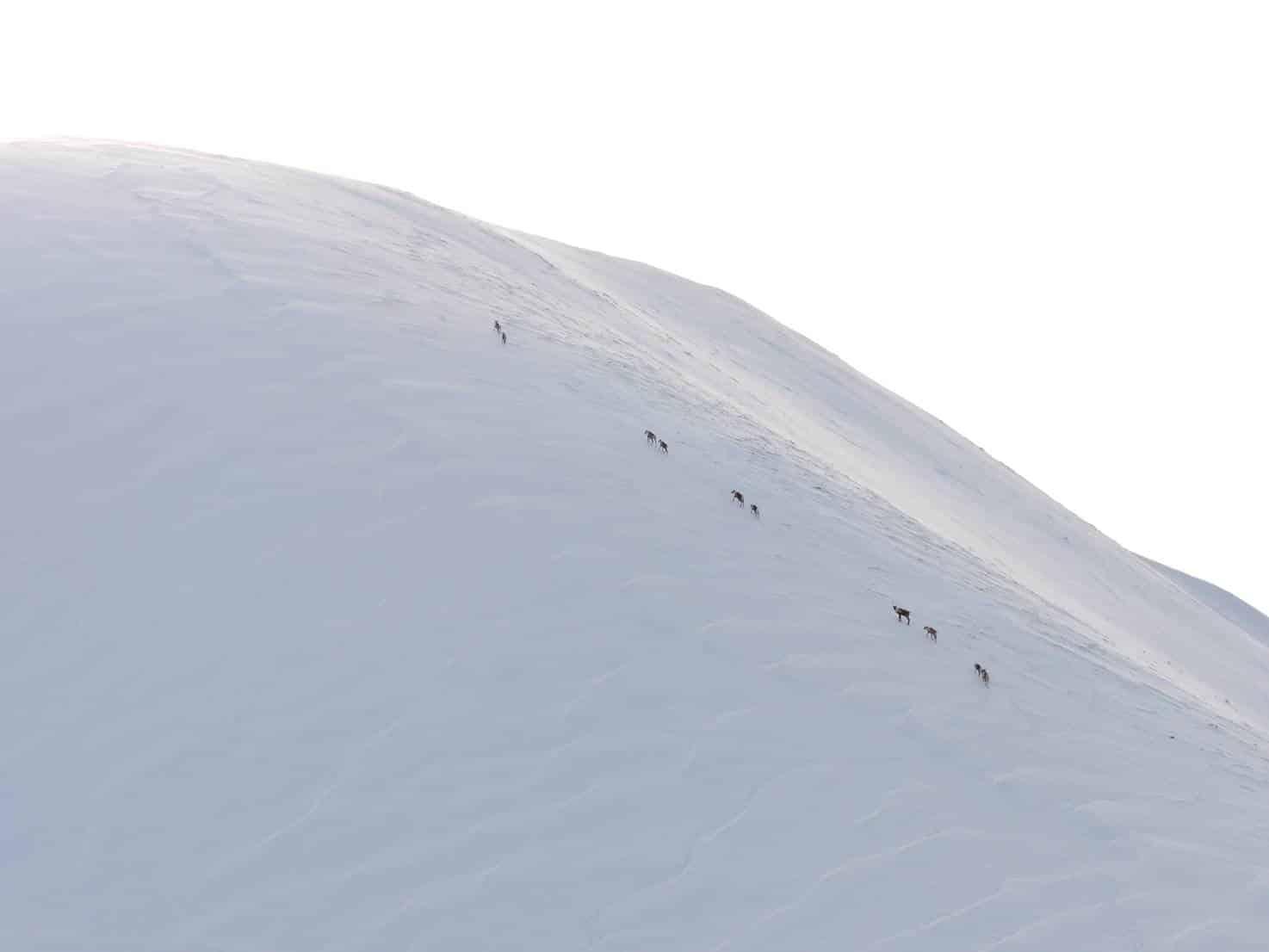 Featured image for “Take Action to Save Alberta’s at-risk Southern Mountain Caribou ”